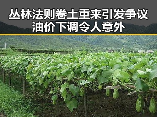 丛林法则卷土重来引发争议油价下调令人意外